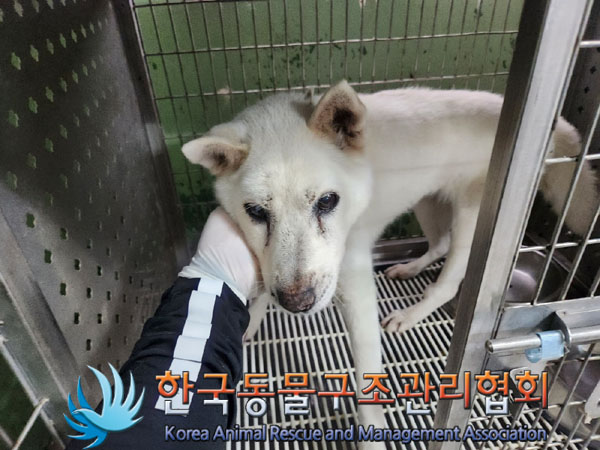 믹스견 이미지 파일 입니다.